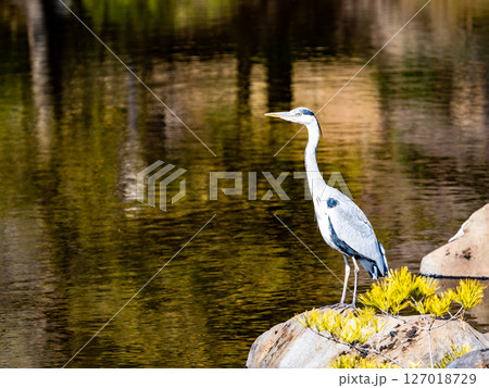 水辺に佇む優雅なアオサギ 水辺に佇む優雅なアオサギ 127018729