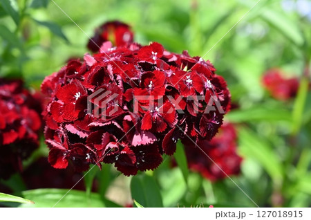 ナデシコ・ダイアンサス・ソーティーの多年草 127018915