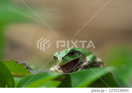 あくびをしているようなニホンアマガエル 127019003