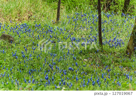 Bright blue wild grape hyacinth flowers in the spring wood Bright blue wild grape hyacinth flowers in the spring wood 127019067