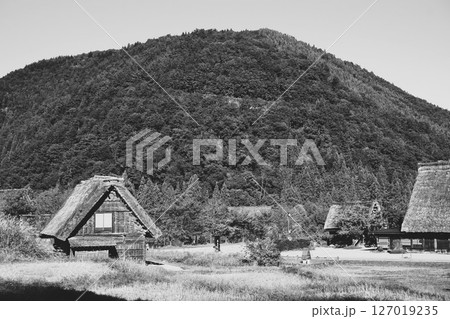 荻町合掌造り集落 世界文化遺産 白川郷 茅葺 荻町合掌造り集落 世界文化遺産 白川郷 茅葺 127019235