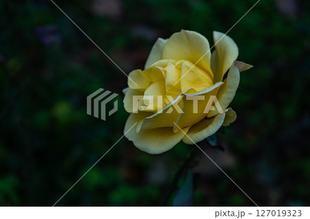 Rose plant flowering in the raining day Rose plant flowering in the raining day 127019323