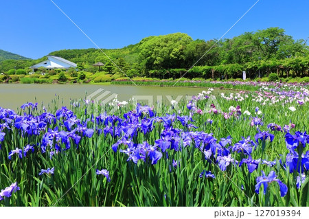 【愛媛県】晴天の南楽園花菖蒲まつり（西菖蒲園） 127019394