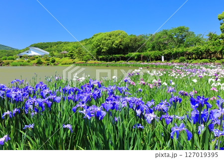 【愛媛県】晴天の南楽園花菖蒲まつり（西菖蒲園） 127019395