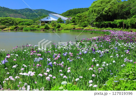【愛媛県】晴天の南楽園花菖蒲まつり（西菖蒲園） 127019396
