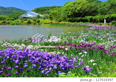 【愛媛県】晴天の南楽園花菖蒲まつり（西菖蒲園） 127019397
