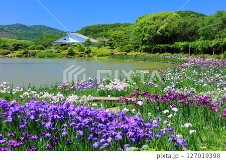 【愛媛県】晴天の南楽園花菖蒲まつり（西菖蒲園） 127019398