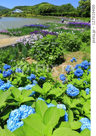 【愛媛県】晴天の南楽園の紫陽花と花菖蒲（西菖蒲園） 127019400