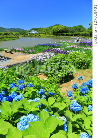 【愛媛県】晴天の南楽園の紫陽花と花菖蒲（西菖蒲園） 127019401