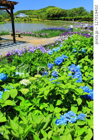 【愛媛県】晴天の南楽園の紫陽花と花菖蒲（西菖蒲園） 127019402