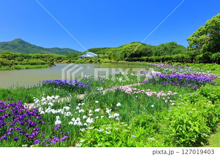 【愛媛県】晴天の南楽園花菖蒲まつり（西菖蒲園） 127019403