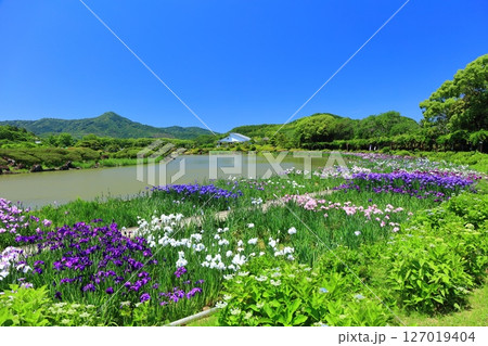 【愛媛県】晴天の南楽園花菖蒲まつり(西菖蒲園) 【愛媛県】晴天の南楽園花菖蒲まつり(西菖蒲園) 127019404