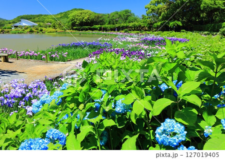 【愛媛県】晴天の南楽園の紫陽花と花菖蒲（西菖蒲園） 127019405