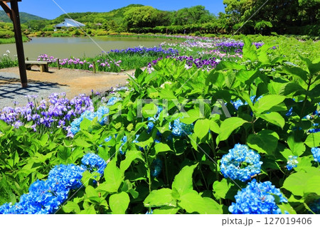 【愛媛県】晴天の南楽園の紫陽花と花菖蒲（西菖蒲園） 127019406