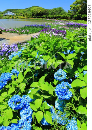【愛媛県】晴天の南楽園の紫陽花と花菖蒲(西菖蒲園) 【愛媛県】晴天の南楽園の紫陽花と花菖蒲(西菖蒲園) 127019408