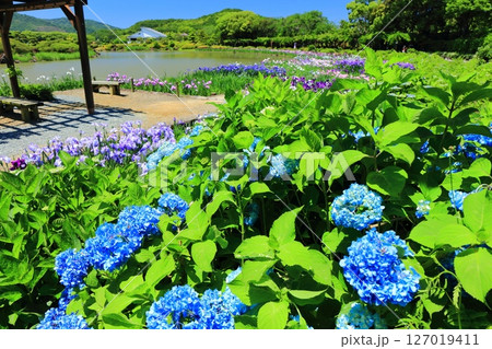【愛媛県】晴天の南楽園の紫陽花と花菖蒲（西菖蒲園） 127019411