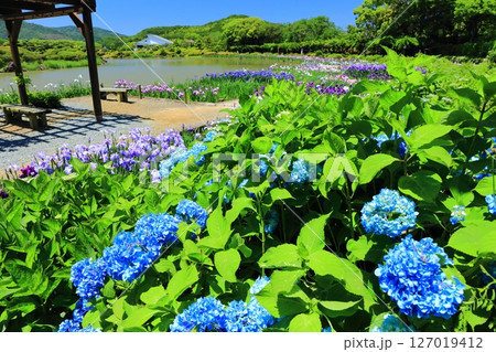 【愛媛県】晴天の南楽園の紫陽花と花菖蒲(西菖蒲園) 【愛媛県】晴天の南楽園の紫陽花と花菖蒲(西菖蒲園) 127019412