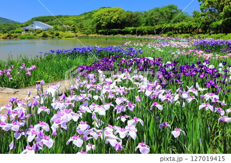 【愛媛県】晴天の南楽園花菖蒲まつり(西菖蒲園) 【愛媛県】晴天の南楽園花菖蒲まつり(西菖蒲園) 127019415