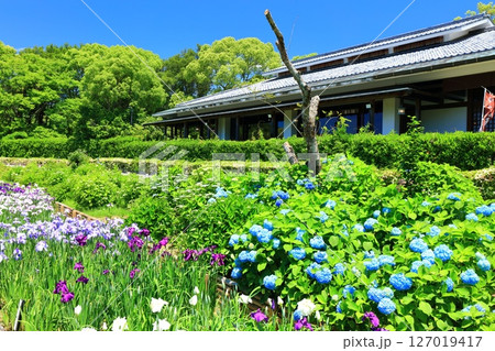 【愛媛県】晴天の南楽園の紫陽花と和日輔別邸 127019417