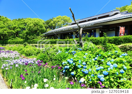 【愛媛県】晴天の南楽園の紫陽花と和日輔別邸 127019418