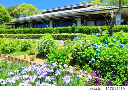 【愛媛県】晴天の南楽園の紫陽花と和日輔別邸 127019419