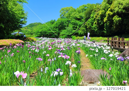【愛媛県】晴天の南楽園花菖蒲まつり(東菖蒲園) 【愛媛県】晴天の南楽園花菖蒲まつり(東菖蒲園) 127019421