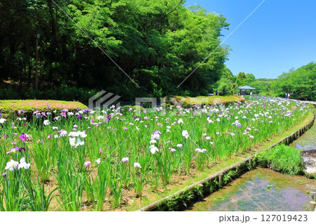 【愛媛県】晴天の南楽園花菖蒲まつり（東菖蒲園） 127019423