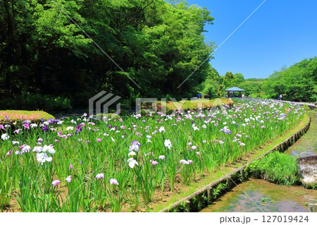 【愛媛県】晴天の南楽園花菖蒲まつり(東菖蒲園) 【愛媛県】晴天の南楽園花菖蒲まつり(東菖蒲園) 127019424