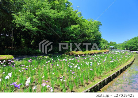 【愛媛県】晴天の南楽園花菖蒲まつり（東菖蒲園） 127019425