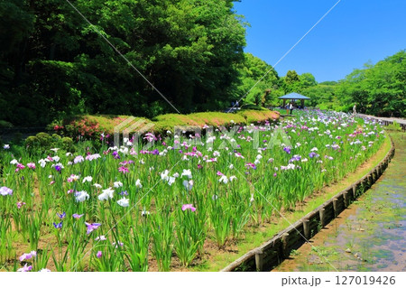 【愛媛県】晴天の南楽園花菖蒲まつり(東菖蒲園) 【愛媛県】晴天の南楽園花菖蒲まつり(東菖蒲園) 127019426