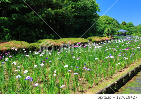 【愛媛県】晴天の南楽園花菖蒲まつり（東菖蒲園） 127019427