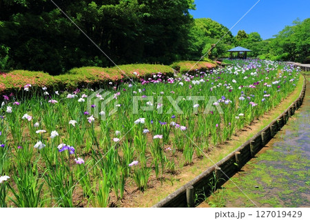 【愛媛県】晴天の南楽園花菖蒲まつり(東菖蒲園) 【愛媛県】晴天の南楽園花菖蒲まつり(東菖蒲園) 127019429