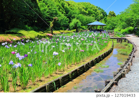 【愛媛県】晴天の南楽園花菖蒲まつり(東菖蒲園) 【愛媛県】晴天の南楽園花菖蒲まつり(東菖蒲園) 127019433