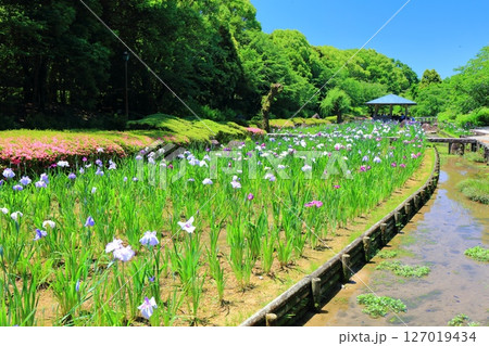【愛媛県】晴天の南楽園花菖蒲まつり（東菖蒲園） 127019434