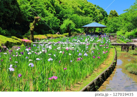 【愛媛県】晴天の南楽園花菖蒲まつり（東菖蒲園） 127019435