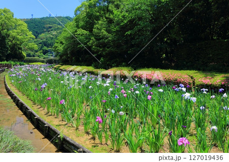 【愛媛県】晴天の南楽園花菖蒲まつり(東菖蒲園) 【愛媛県】晴天の南楽園花菖蒲まつり(東菖蒲園) 127019436