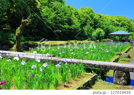 【愛媛県】晴天の南楽園花菖蒲まつり(東菖蒲園) 【愛媛県】晴天の南楽園花菖蒲まつり(東菖蒲園) 127019438