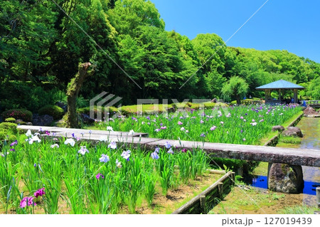 【愛媛県】晴天の南楽園花菖蒲まつり（東菖蒲園） 127019439