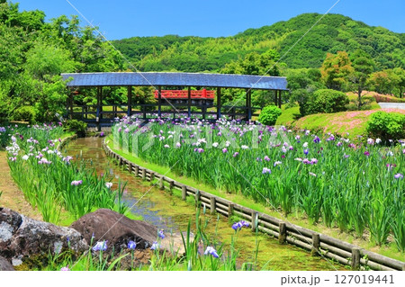 【愛媛県】晴天の南楽園花菖蒲まつり(東菖蒲園) 【愛媛県】晴天の南楽園花菖蒲まつり(東菖蒲園) 127019441