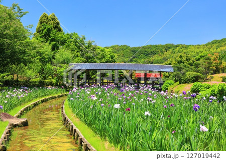 【愛媛県】晴天の南楽園花菖蒲まつり（東菖蒲園） 127019442