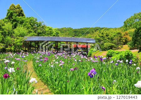 【愛媛県】晴天の南楽園花菖蒲まつり(東菖蒲園) 【愛媛県】晴天の南楽園花菖蒲まつり(東菖蒲園) 127019443