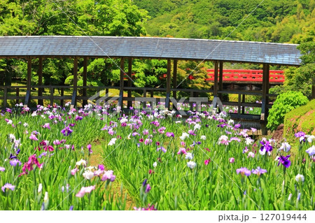 【愛媛県】晴天の南楽園花菖蒲まつり(東菖蒲園) 【愛媛県】晴天の南楽園花菖蒲まつり(東菖蒲園) 127019444