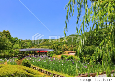 【愛媛県】晴天の南楽園花菖蒲まつり(東菖蒲園) 【愛媛県】晴天の南楽園花菖蒲まつり(東菖蒲園) 127019447