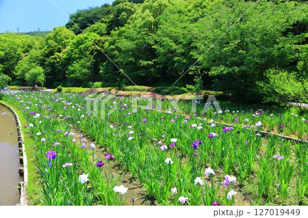 【愛媛県】晴天の南楽園花菖蒲まつり（東菖蒲園） 127019449