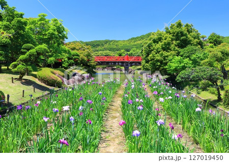【愛媛県】晴天の南楽園花菖蒲まつり（東菖蒲園） 127019450