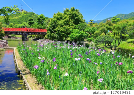 【愛媛県】晴天の南楽園花菖蒲まつり（東菖蒲園） 127019451