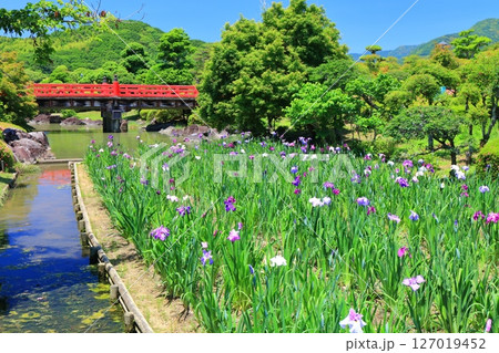 【愛媛県】晴天の南楽園花菖蒲まつり（東菖蒲園） 127019452