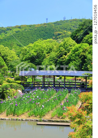 【愛媛県】晴天の南楽園花菖蒲まつり（東菖蒲園） 127019456