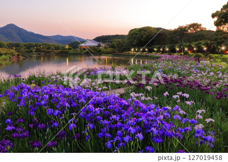 【愛媛県】南楽園花菖蒲まつりのライトアップ(西菖蒲園) 【愛媛県】南楽園花菖蒲まつりのライトアップ(西菖蒲園) 127019458
