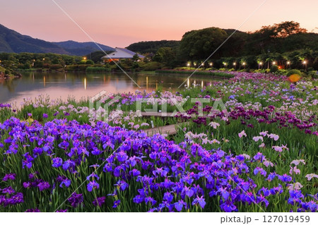 【愛媛県】南楽園花菖蒲まつりのライトアップ(西菖蒲園) 【愛媛県】南楽園花菖蒲まつりのライトアップ(西菖蒲園) 127019459